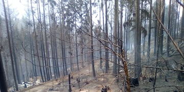 Las llamas arrasaron con todo.