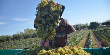 El gobierno de Mendoza lanzó varias líneas de créditos para cosecha y acarreo. Gentileza Los Andes