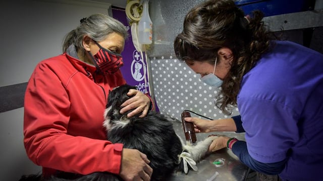Coordinado desde Sanidad y Control Animal