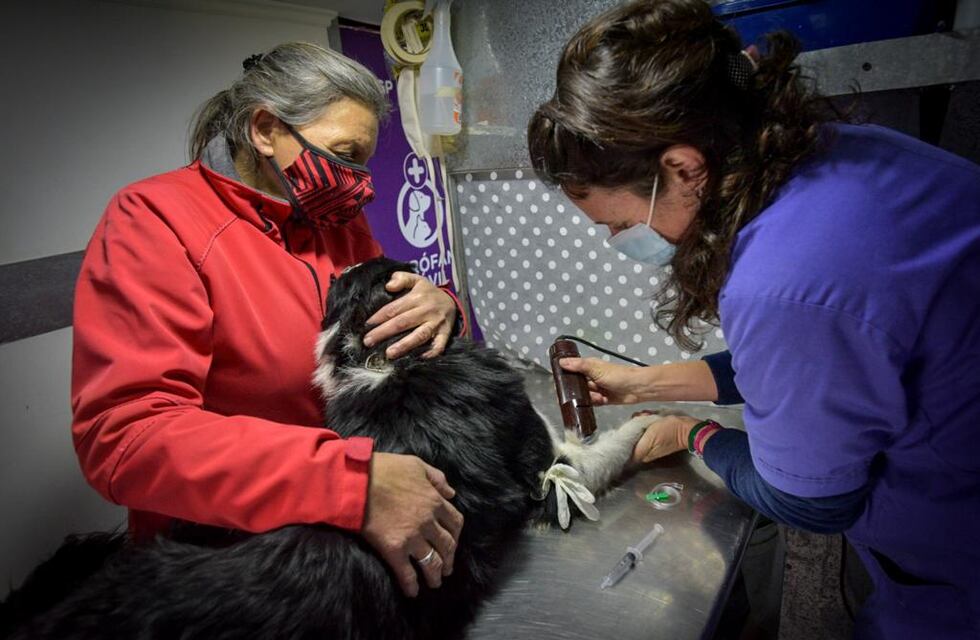 Comienza a funcionar un nuevo quirófano móvil para animales
