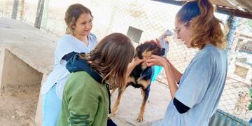 MOPROA, el refugio mendocino que le da un hogar lleno de amor a cientos de perritos callejeros