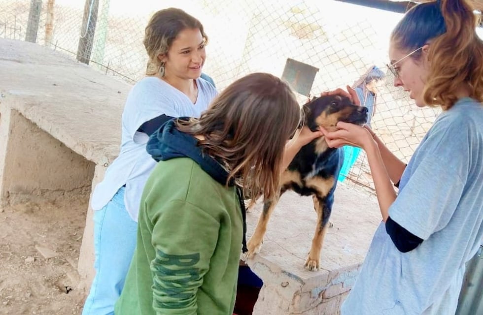 Conocé a MOPROA, el refugio mendocino que le da un hogar lleno de amor a cientos de perritos callejeros