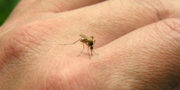 Dengue. Evitar picaduras, eliminar los potenciales criaderos y la consulta temprana son las principales recomendaciones para la población. Foto: La Voz