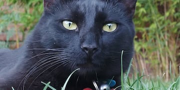 "Negrito", el gato que desapareció en Neuquén y fue encontrado en Córdoba. (Foto: Gentileza)