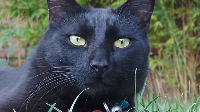 "Negrito", el gato que desapareció en Neuquén y fue encontrado en Córdoba. (Foto: Gentileza)