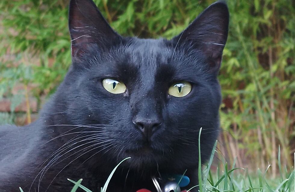 Insólito: un gato desapareció en Neuquén y lo encontraron casi un año después en Córdoba