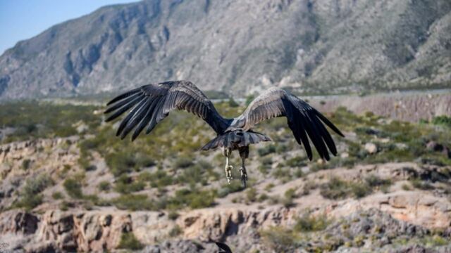 El primero de los cóndores que emprendió vuelo tras ser liberado fue Waikiri. Diario Huarpe.