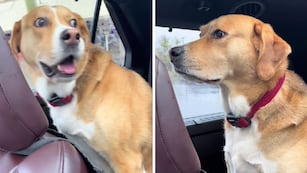 Perro descubre que lo van a llevar al veterinario y su dramática reacción hizo reír a TikTok: “Como en una peli de terror”