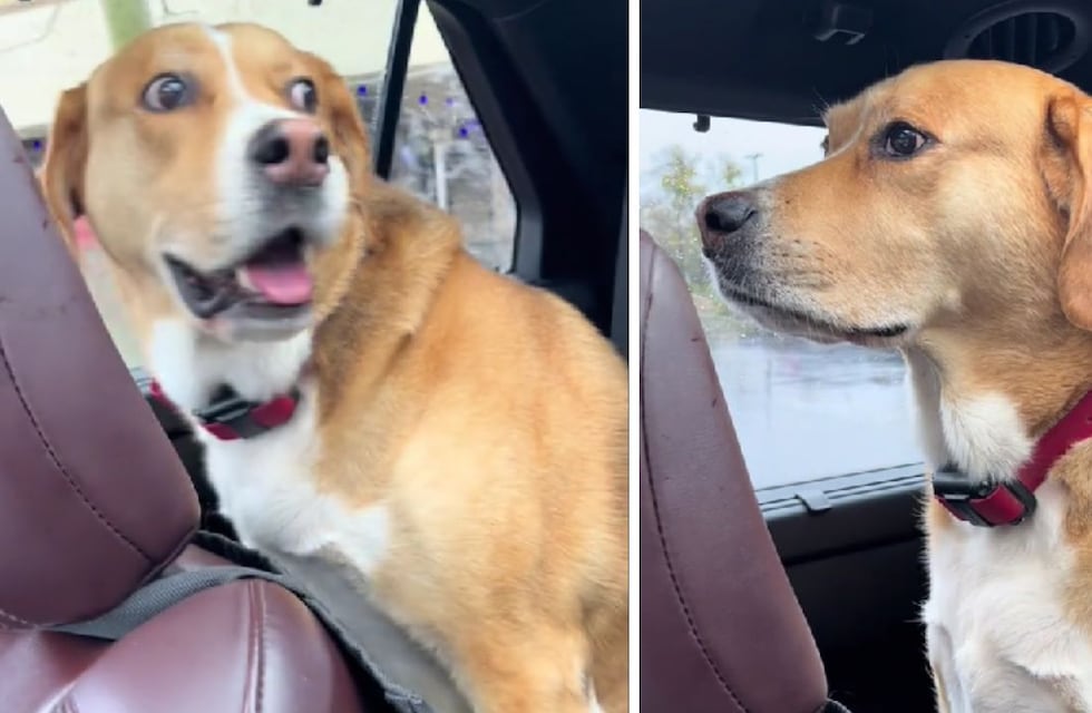 Perro descubre que lo van a llevar al veterinario y su dramática reacción hizo reír a TikTok: “Como en una peli de terror”