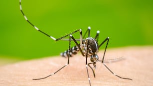 Las regiones de Córdoba más afectadas por dengue.