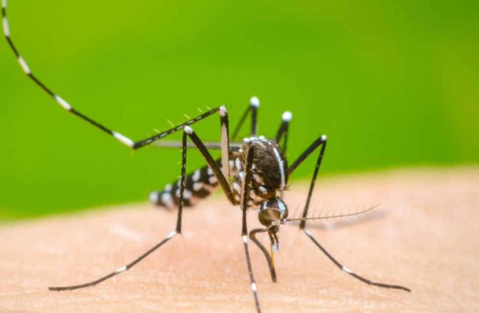 Dengue en Córdoba: el listado de las 10 ciudades con más casos autóctonos