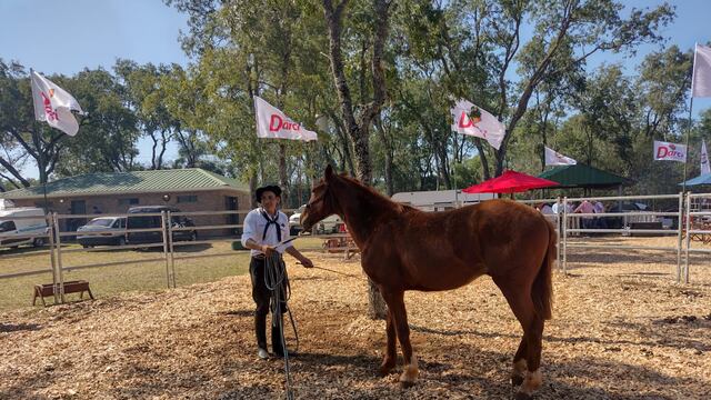 Expo Rural 2023 | Jura de clasificación, exposición ganadera y cabalgata