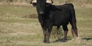 Un formoseño fue asesinado por un toro de 800 kilos.