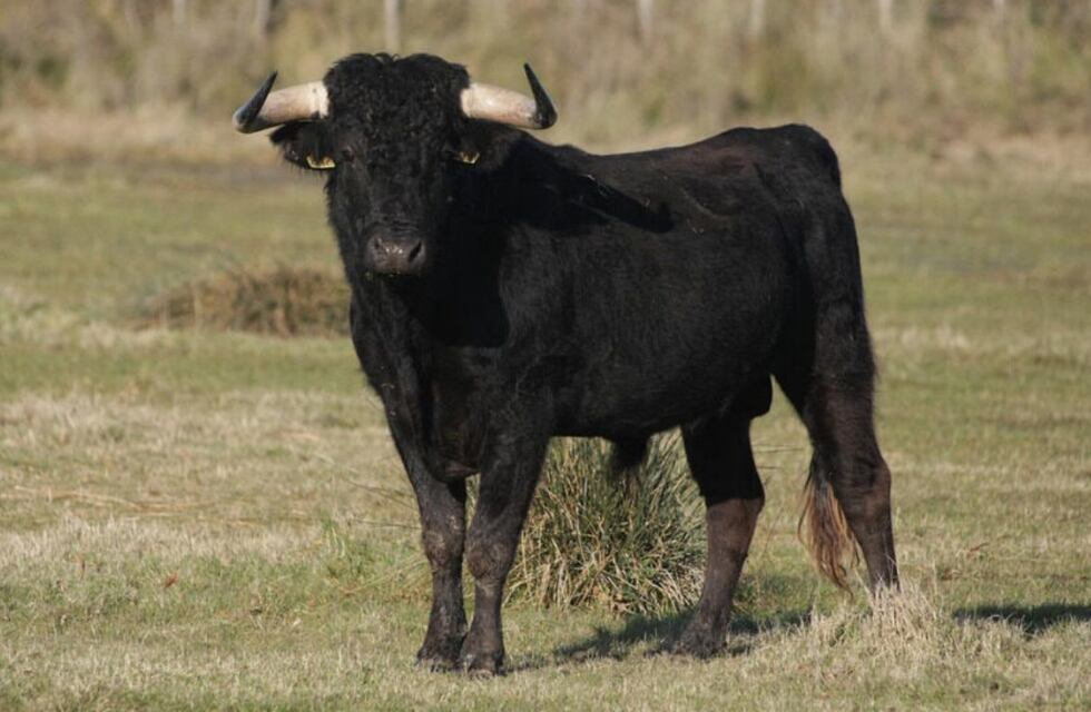 Un vecino de Formosa murió tras ser atacado por un toro de 800 kilos