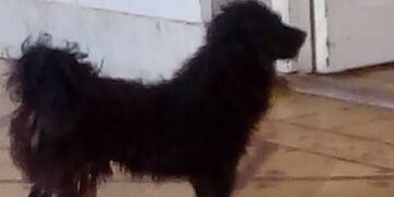 Visitaba a su dueña que estaba en terapia intensiva.