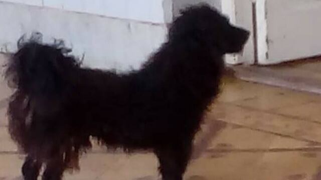 Visitaba a su dueña que estaba en terapia intensiva.