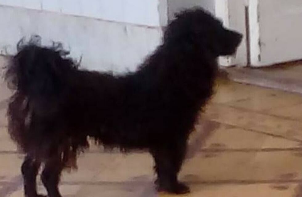 La historia de Patán: esperaba a su dueña fuera del hospital, ella murió, y ahora forma parte del cuerpo de bomberos