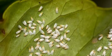 Con jabón blanco de lavar y ciertas hierbas podés elaborar efectivos productos antiplagas que no contaminan el medioambiente.