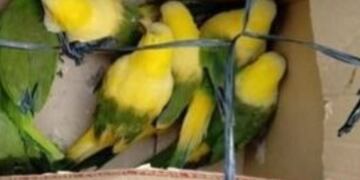 Los loros y cotorras fueron encontrados en una caja y ahora se encuentran en una ONG.