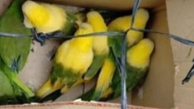 Los loros y cotorras fueron encontrados en una caja y ahora se encuentran en una ONG.
