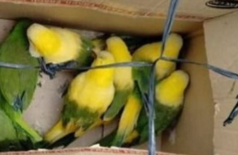 Rescataron loros desteñidos con agua oxigenada que eran vendidos como una especie “exótica” en La Plata
