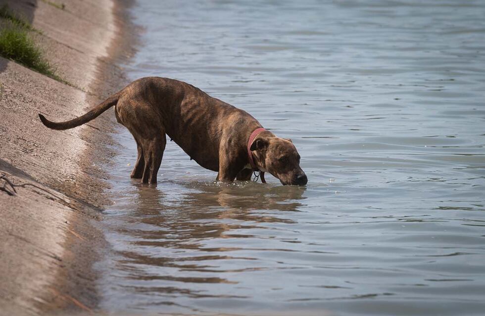 Alerta por golpes de calor: consejos para prevenir riesgos en plena ola de calor en Carlos Paz