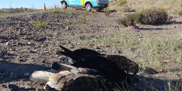 Personal de Recursos Naturales trasladó los restos del cóndor andino encontrado  a la vera de la Ruta 40 para investigar las causas de la muerte. Gentileza El Cuco Digital