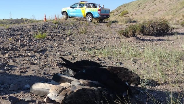 Personal de Recursos Naturales trasladó los restos del cóndor andino encontrado  a la vera de la Ruta 40 para investigar las causas de la muerte. Gentileza El Cuco Digital