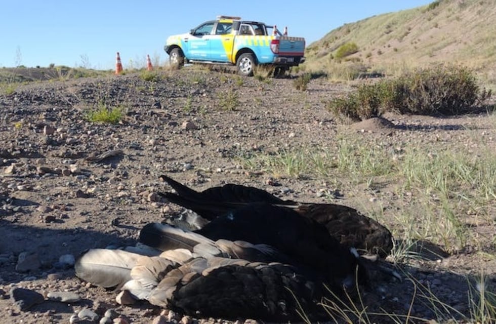 Investigan las causas de la muerte de un cóndor andino hallado al costado de la Ruta 40