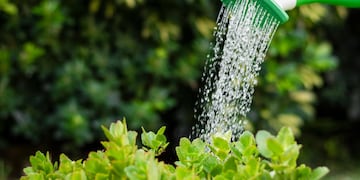 El momento ideal del día para hidratar a las plantas del hogar o la oficina es entre las 10 y las 12 horas. (Aguas Cordobesas)