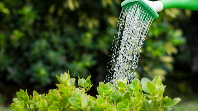 El momento ideal del día para hidratar a las plantas del hogar o la oficina es entre las 10 y las 12 horas. (Aguas Cordobesas)