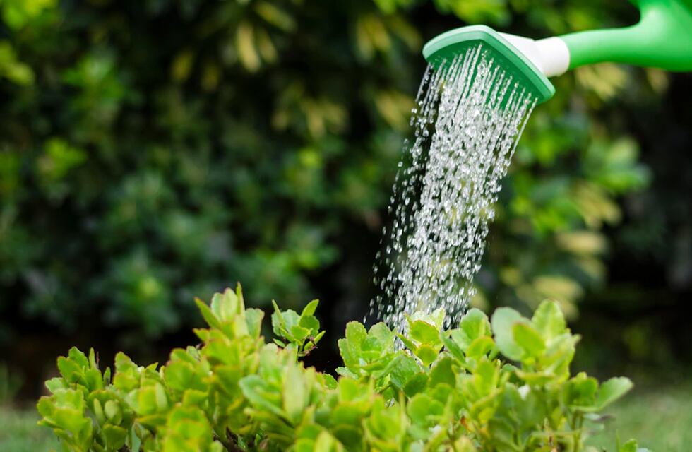 Las cuatro recomendaciones de una empresa cordobesa para proteger las plantas en invierno