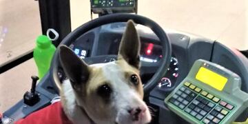 Corchito, el perro viral de La Plata que siempre viaja en el micro Oeste.