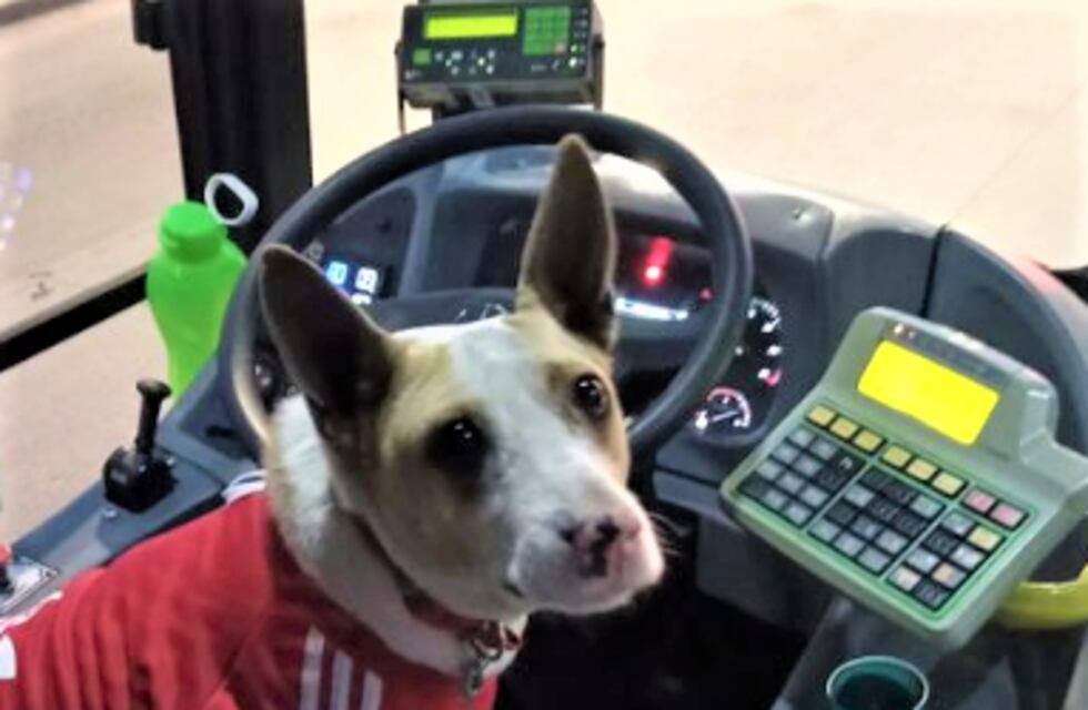 Conocé a Corchito, el perro viral de La Plata que siempre viaja en el micro Oeste