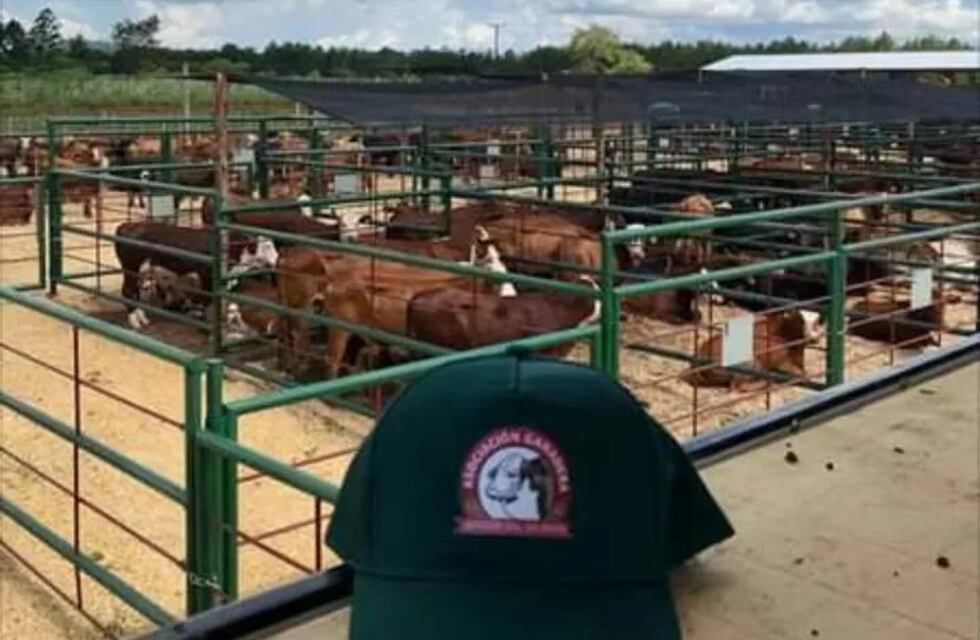 Organizan un remate ganadero en Capioví para el domingo 19 de diciembre