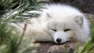 Captaron a un zorro albino en Chubut (Imagen ilustrativa).