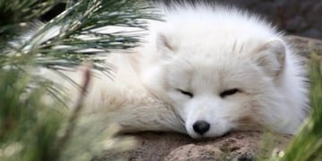 Captaron a un zorro albino en Chubut (Imagen ilustrativa).