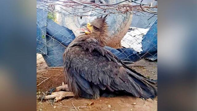 El ejemplar fue recuperado por una familia rural (Facebook Recursos Naturales)