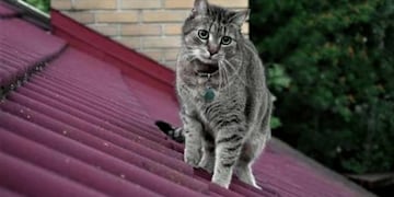 Un gato causó un apagón en Rawson.