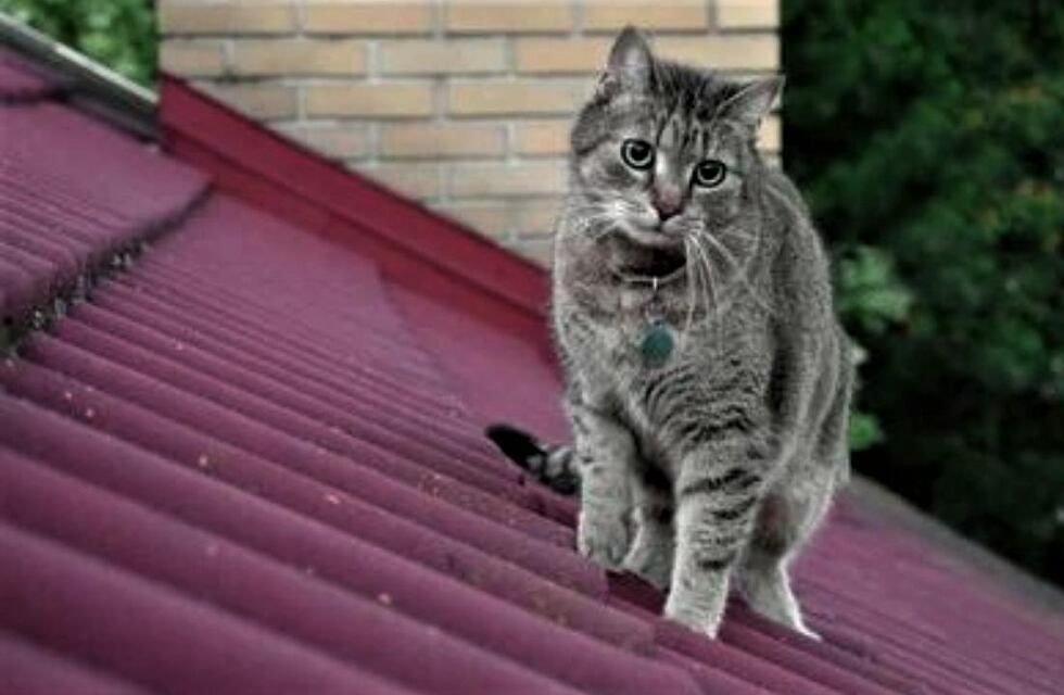 Un gato causó un apagón que dejó completamente a oscuras a media capital de Chubut