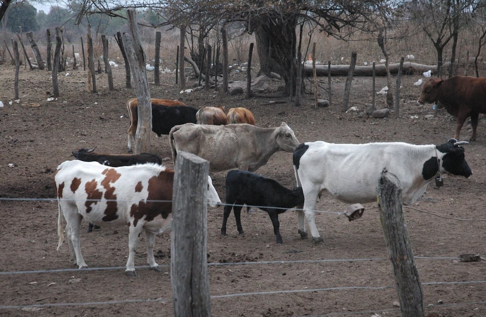En Jujuy hay un potencial ganadero que la Unión Industrial local se propone visibilizar