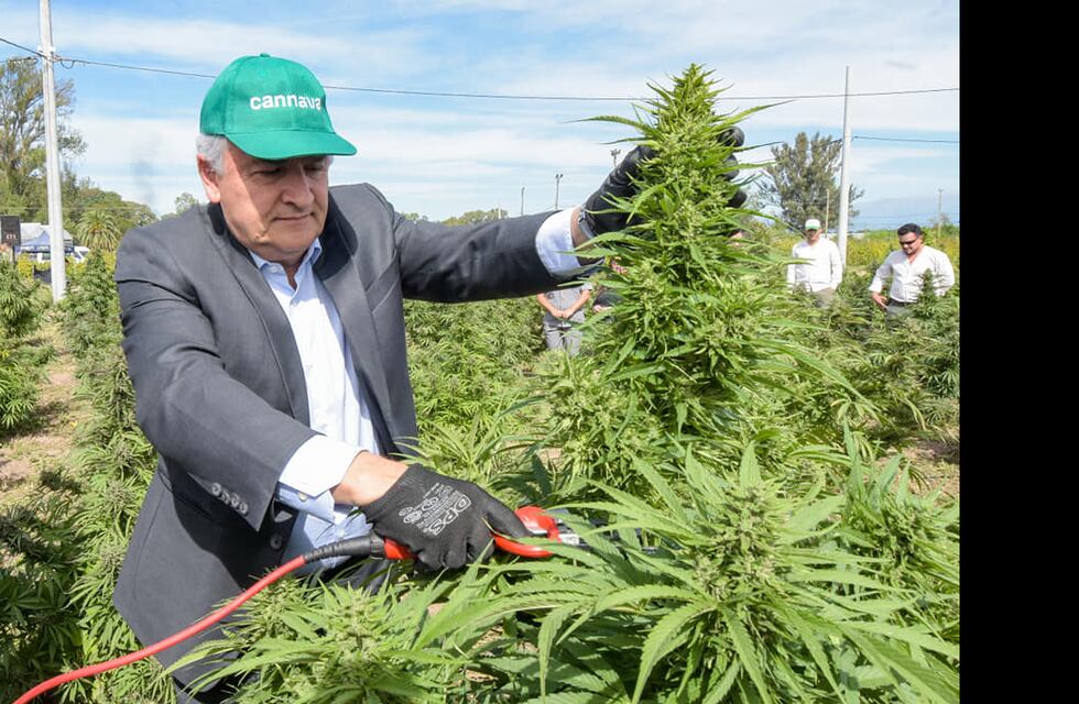 Comenzó en Jujuy la cosecha de cannabis medicinal