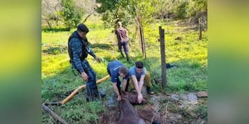 Rescatan a un caballo que cayó a un pozo de agua de más de 5 metros en San Vicente.