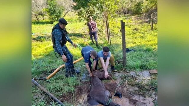 Rescatan a un caballo que cayó a un pozo de agua de más de 5 metros en San Vicente.