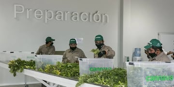 La empresa estatal jujeña de producción de cannabis medicinal Cannava obtuvo la certificación internacional de buenas prácticas agrícolas y de recolección GACP.