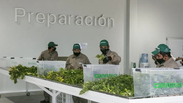 La empresa estatal jujeña de producción de cannabis medicinal Cannava obtuvo la certificación internacional de buenas prácticas agrícolas y de recolección GACP.