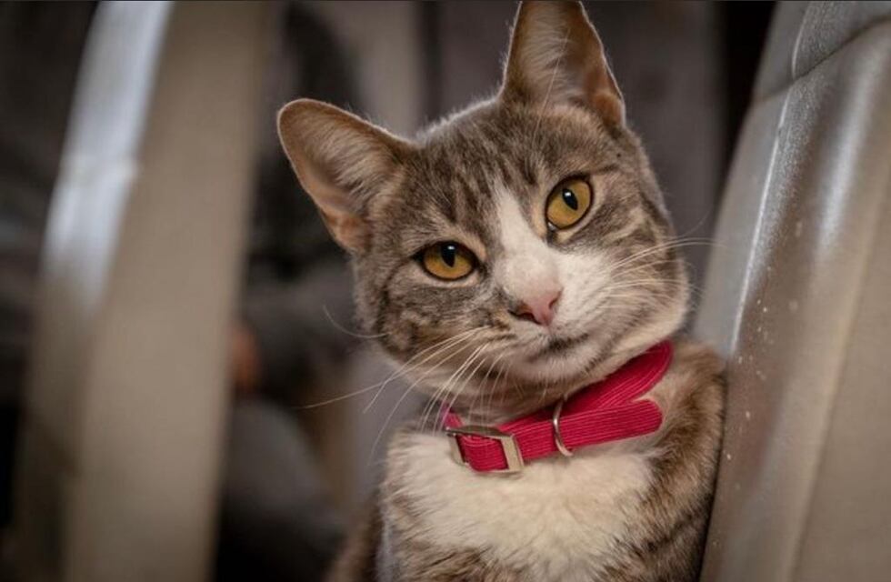 Nuevo cronograma del quirófano móvil y la vacunación antirrábica para animales