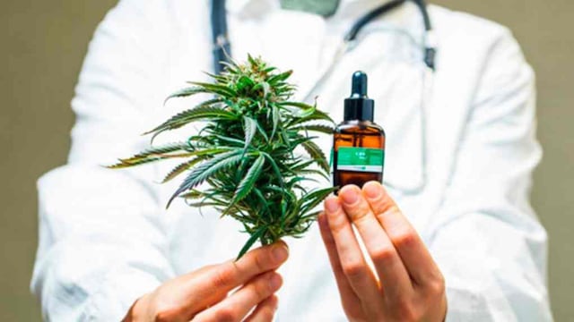 Cannabis medicinal.