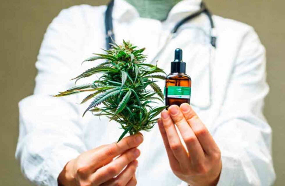 Cannabis Medicinal en San Juan: en octubre llegaría el primer lote de semillas para producir