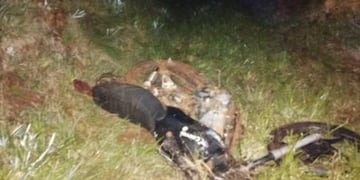 Dos hombres pierden la vida tras un siniestro vial en Alba Posse.